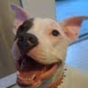 Meet your Posher, Stella